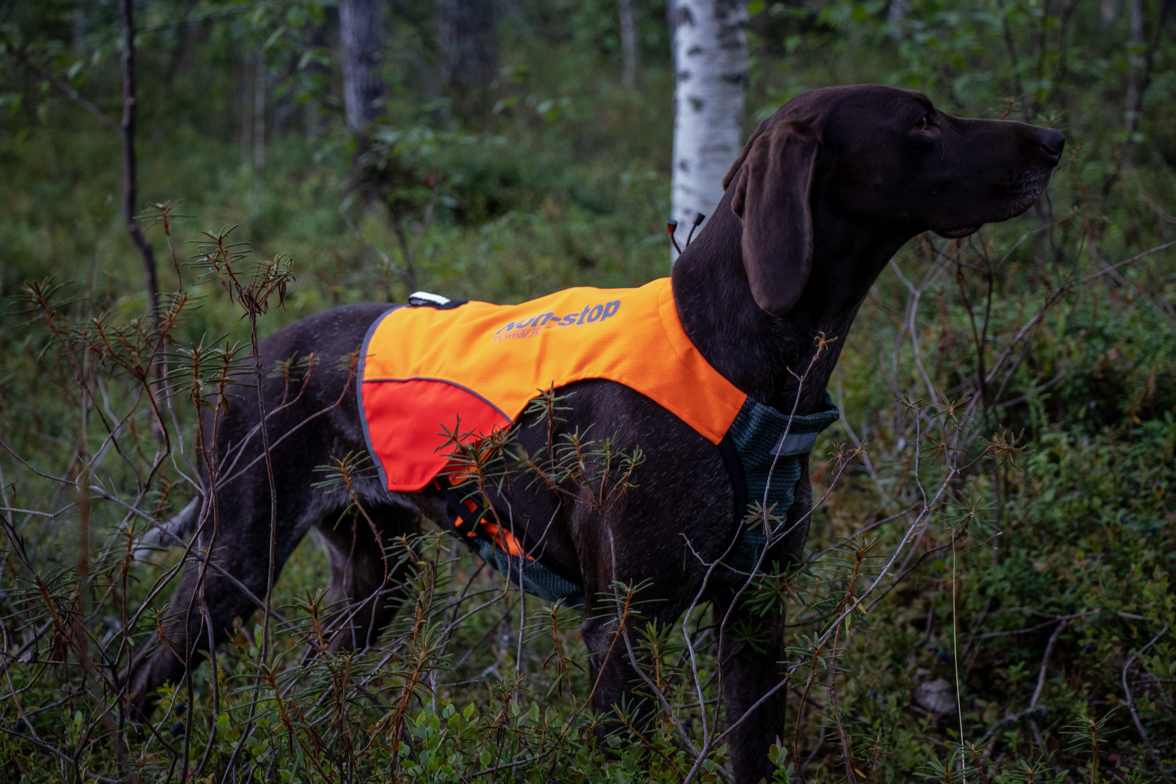 Non-stop dogwear Protector Vest Hunde-Jagdweste