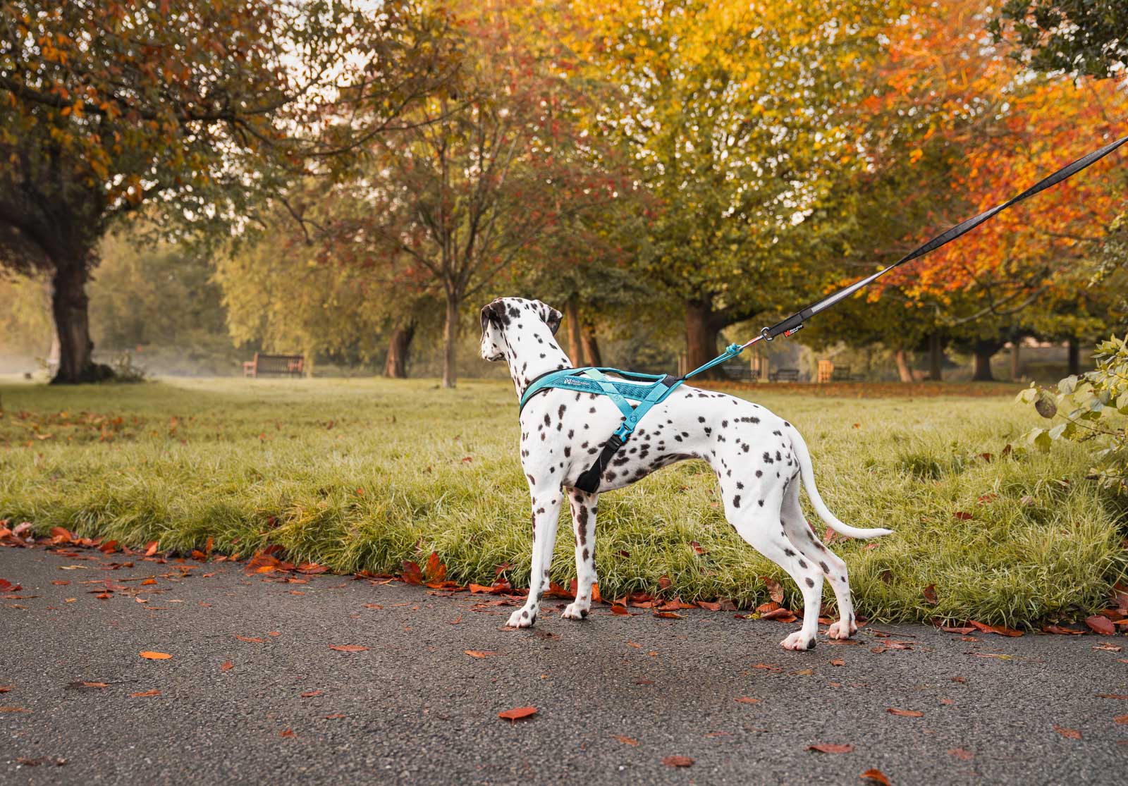 Non-stop dogwear® Rush Harness Teal Zuggeschirr