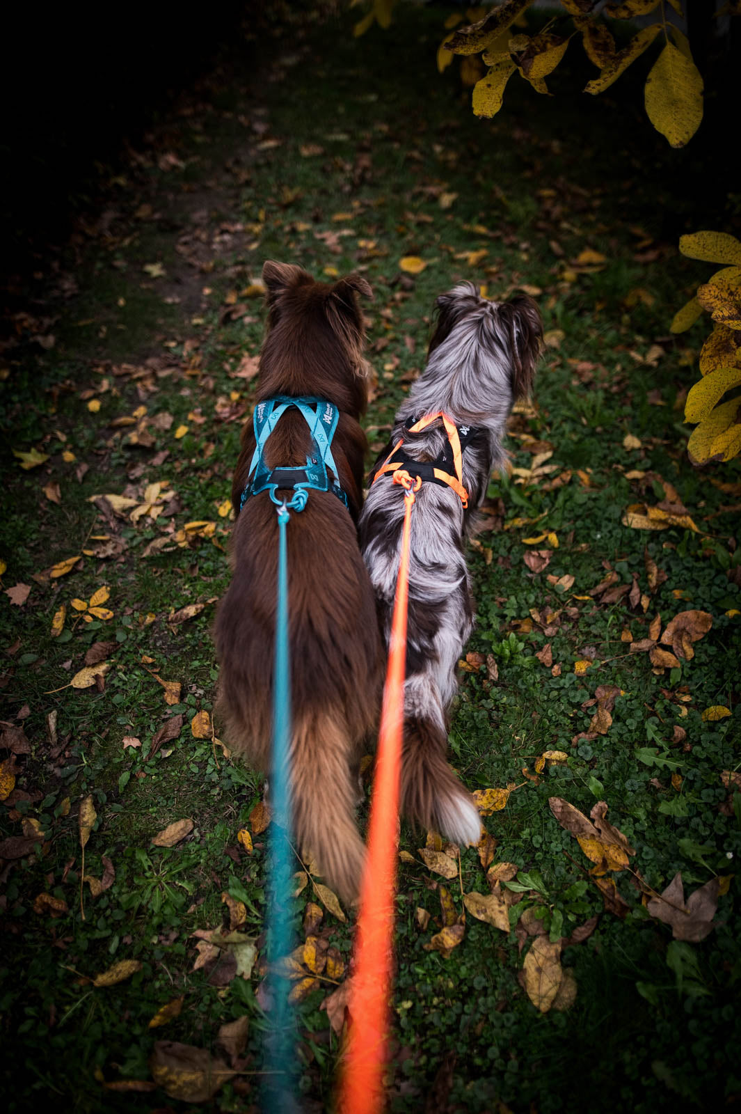 Non-stop dogwear® Rush Harness Orange Teal Geschirr Zughundesport