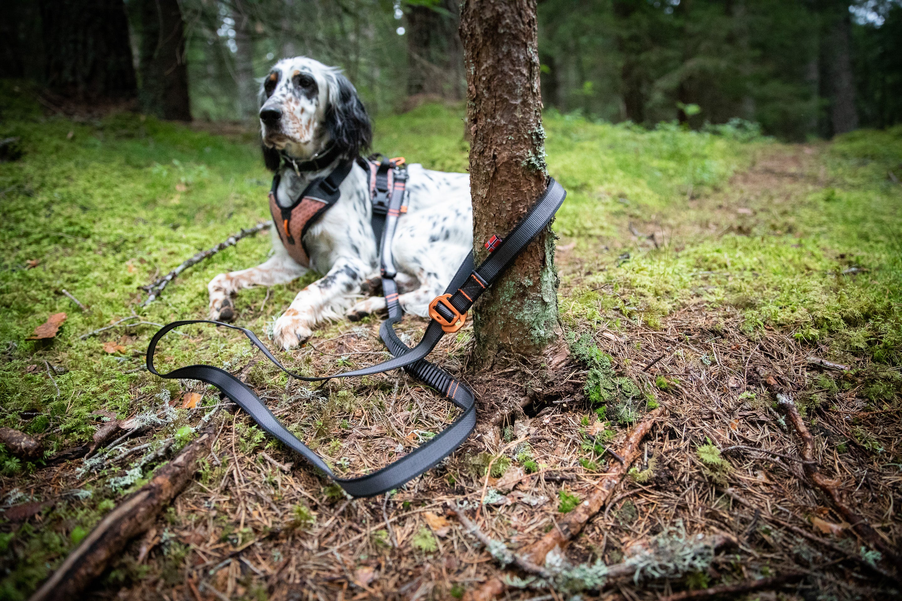 Non-stop dogwear® Touring Bungee Adjustable Hundeleine schwarz