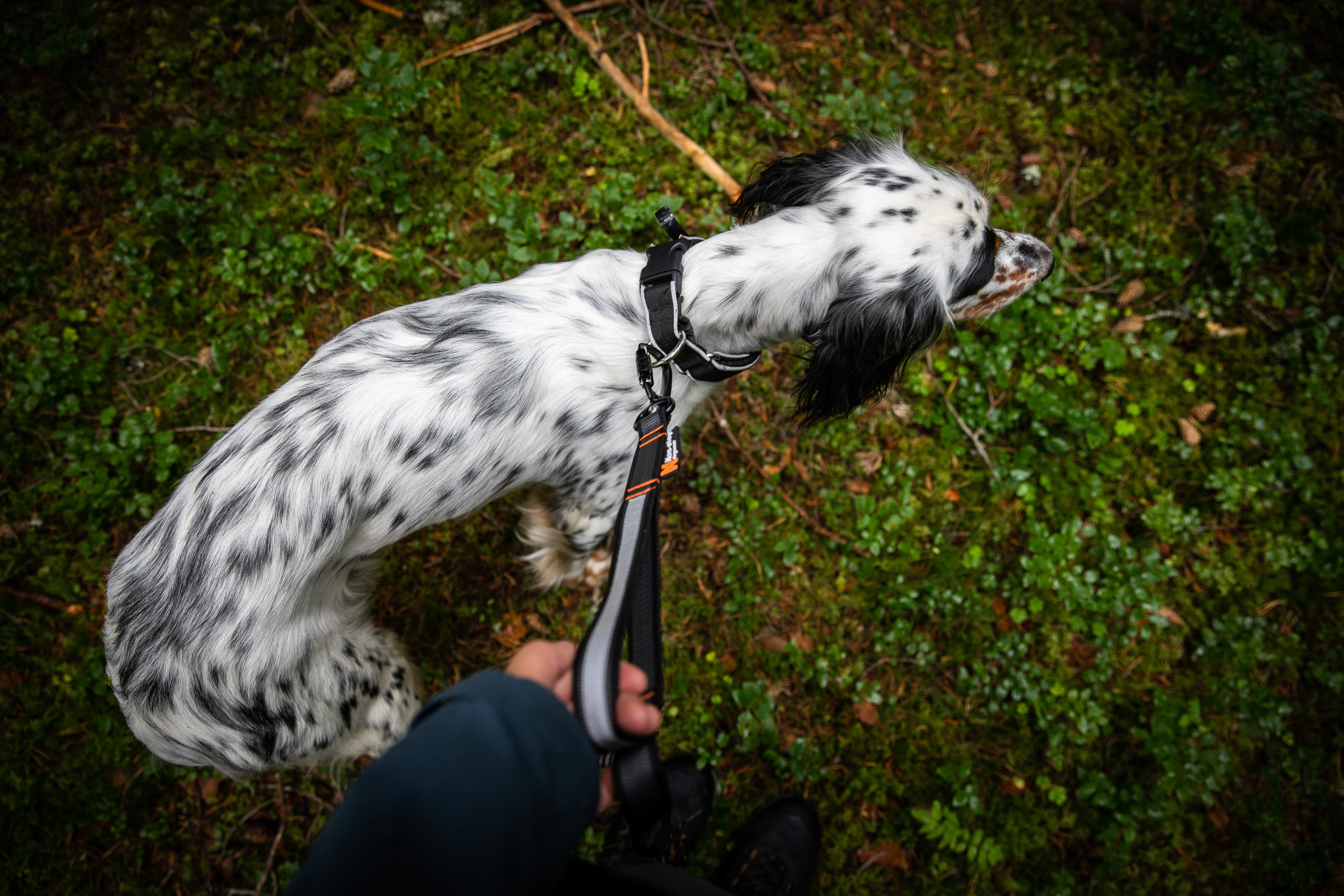 Non-stop dogwear® Touring Bungee Adjustable Wandern mit Hund