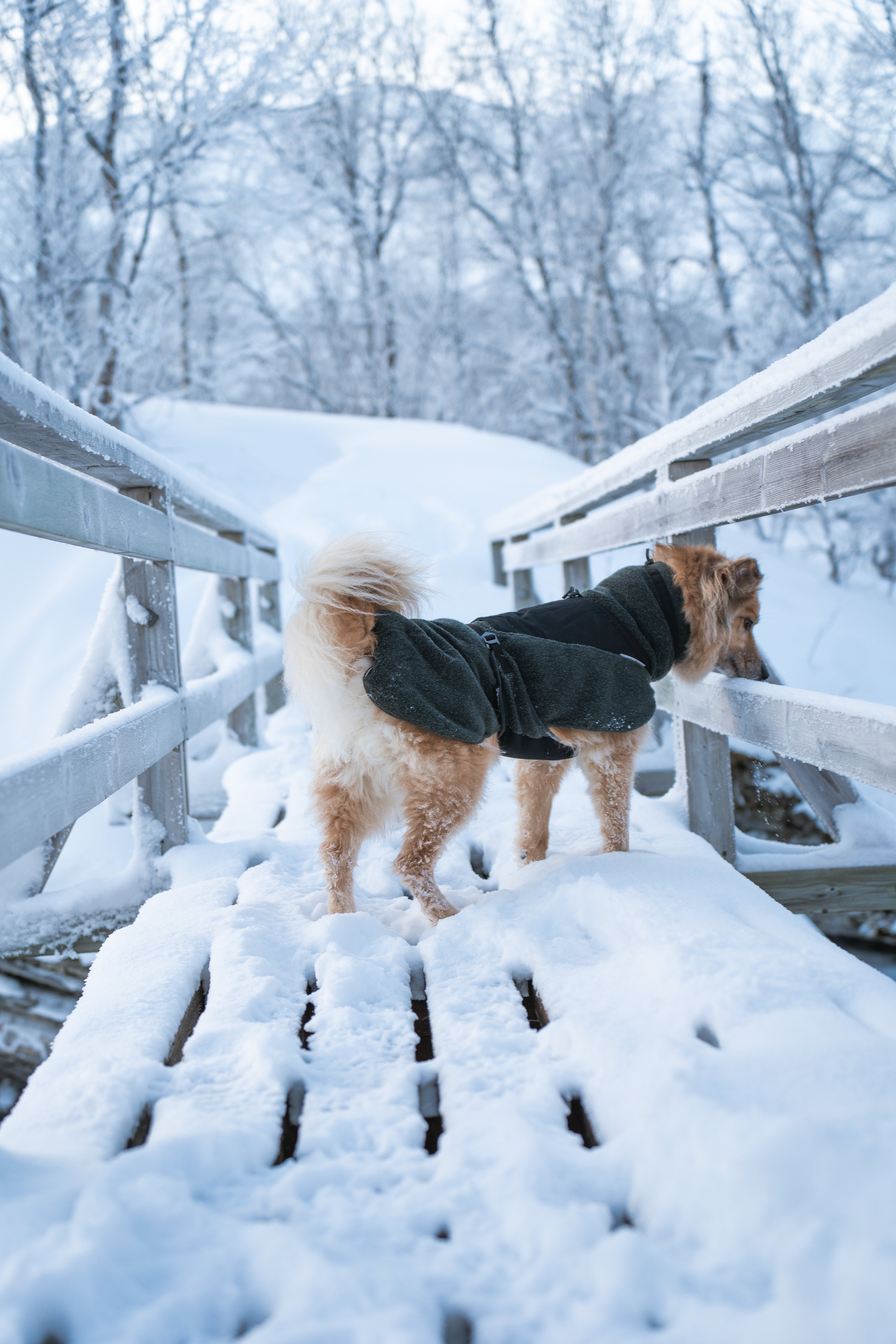 Non-stop dogwear® Wool Dog Jacket Wintermantel Hund wasserdicht