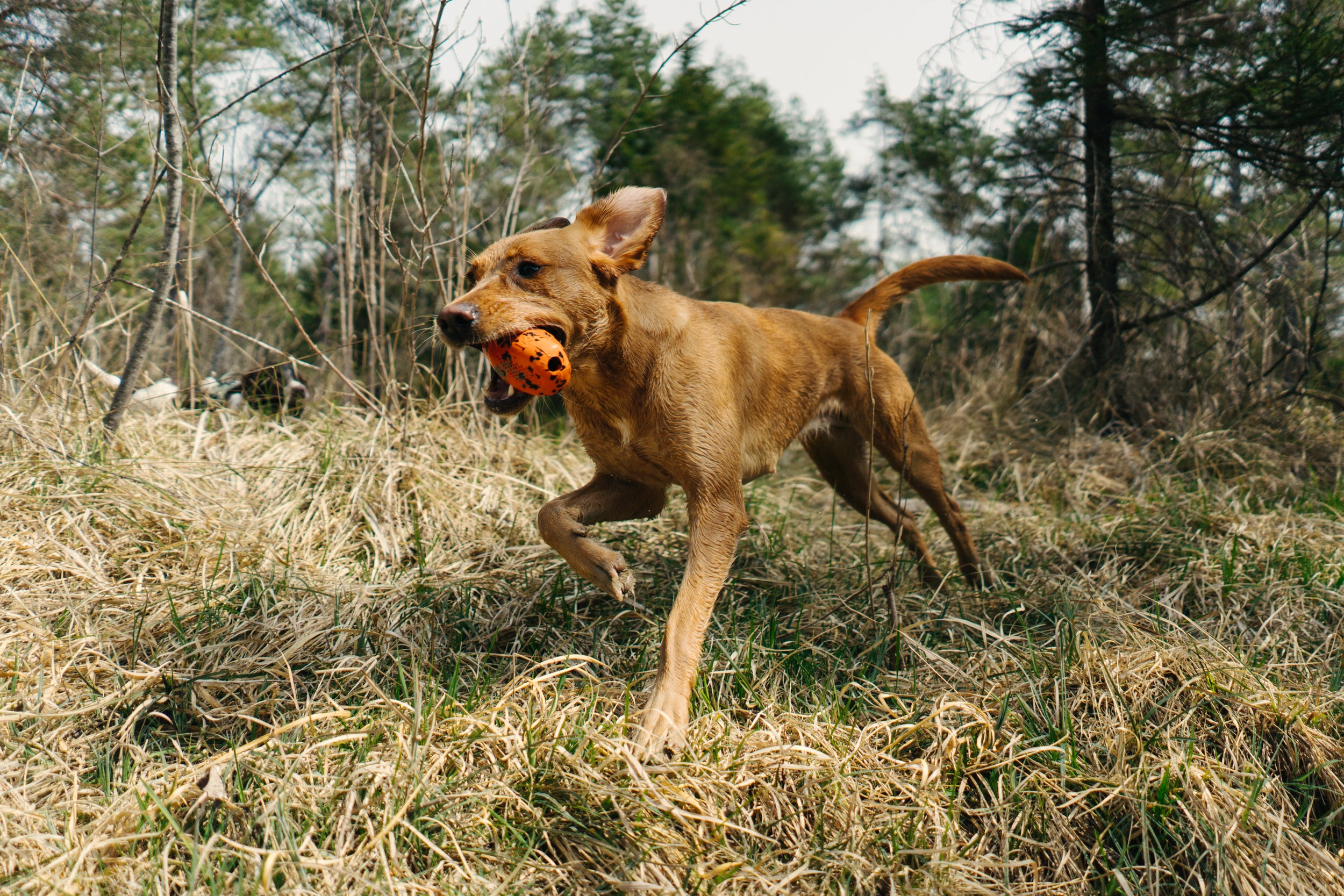Non-stop dogwear® Dog Throw Toy Orange / Black Spielzeug für Hunde Outdoor Schnüffelspielzeug