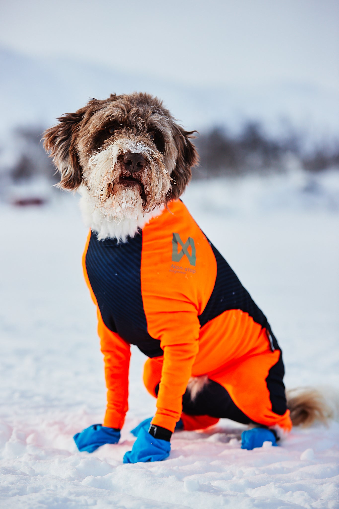 Nonstop dogwear Protector Snow orangener Ganzkoerperanzug fuer Hunde