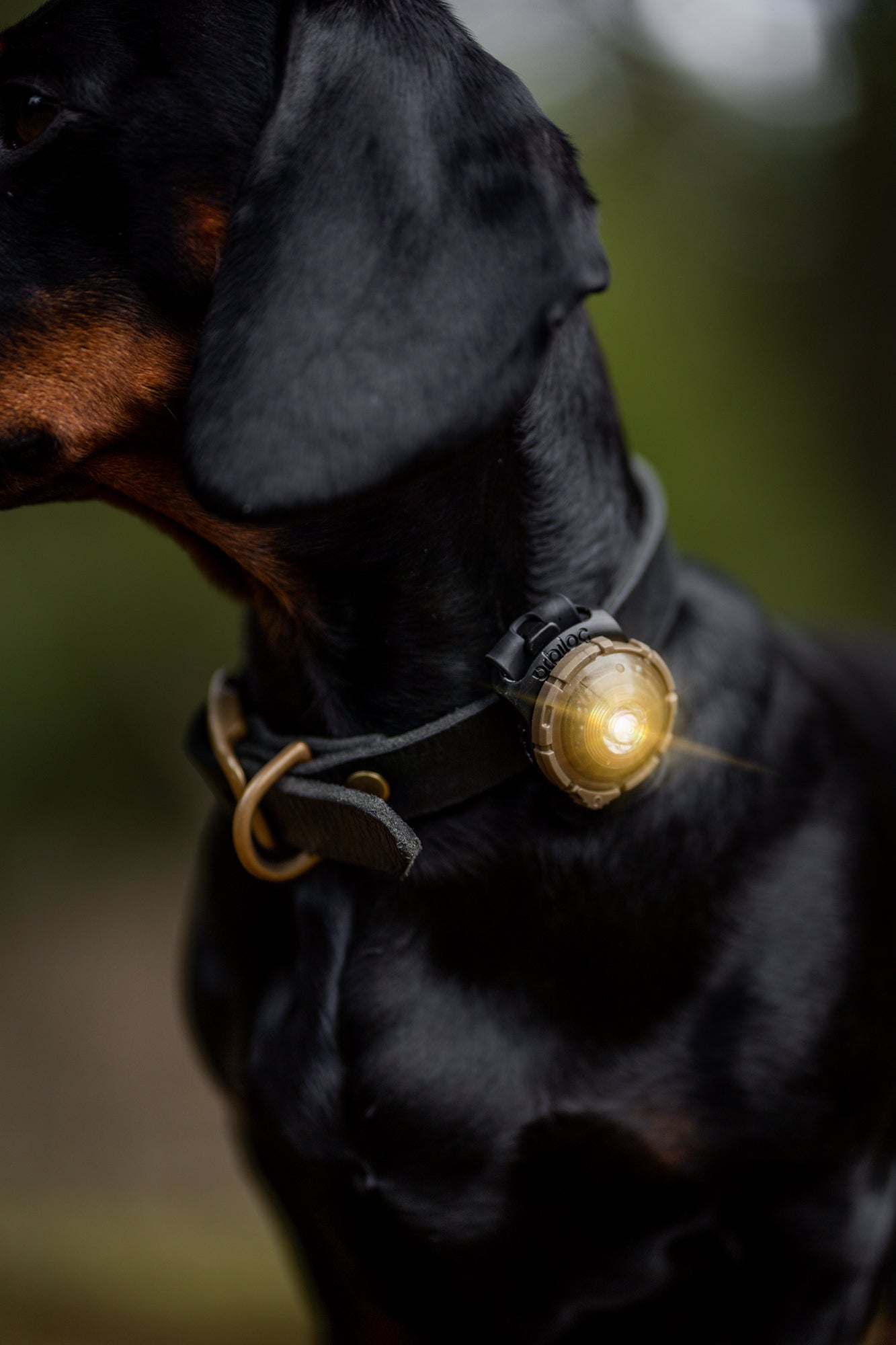 Orbiloc Dog Dual Adjustable-Strap Gold LED Sicherheitslicht - leuchtendes Halsband