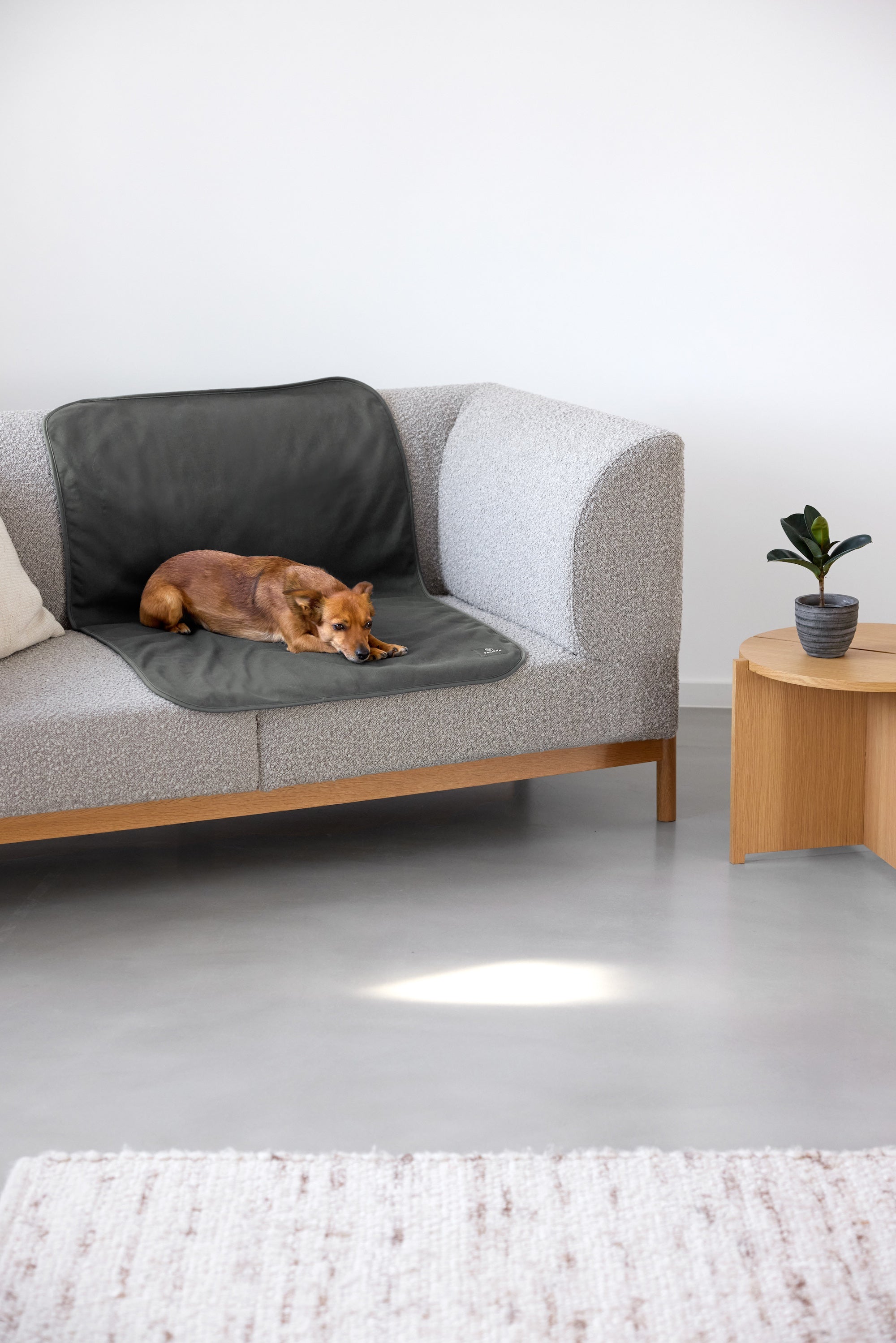 PALOPA Hunde Schmutzfangmatte Benti Anthrazit Hundedecke wasserabweisend