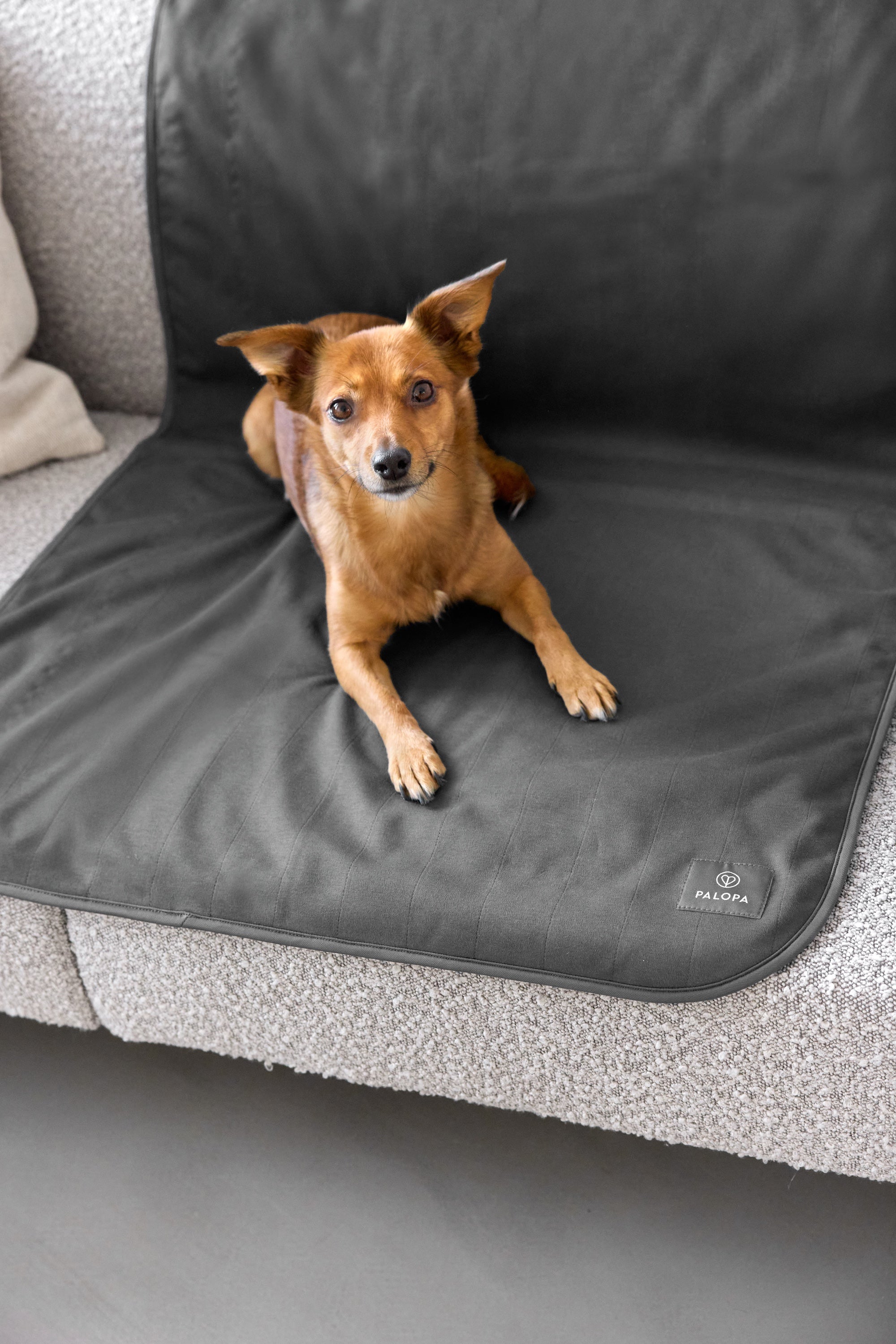 PALOPA Hunde Schmutzfangmatte Benti Anthrazit Schmutzfangmatte Schondecke 