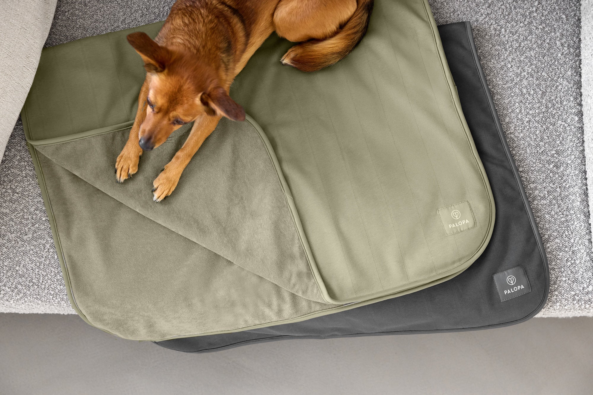 PALOPA Hunde Schmutzfangmatte Benti Grün Hundedecke saugstark