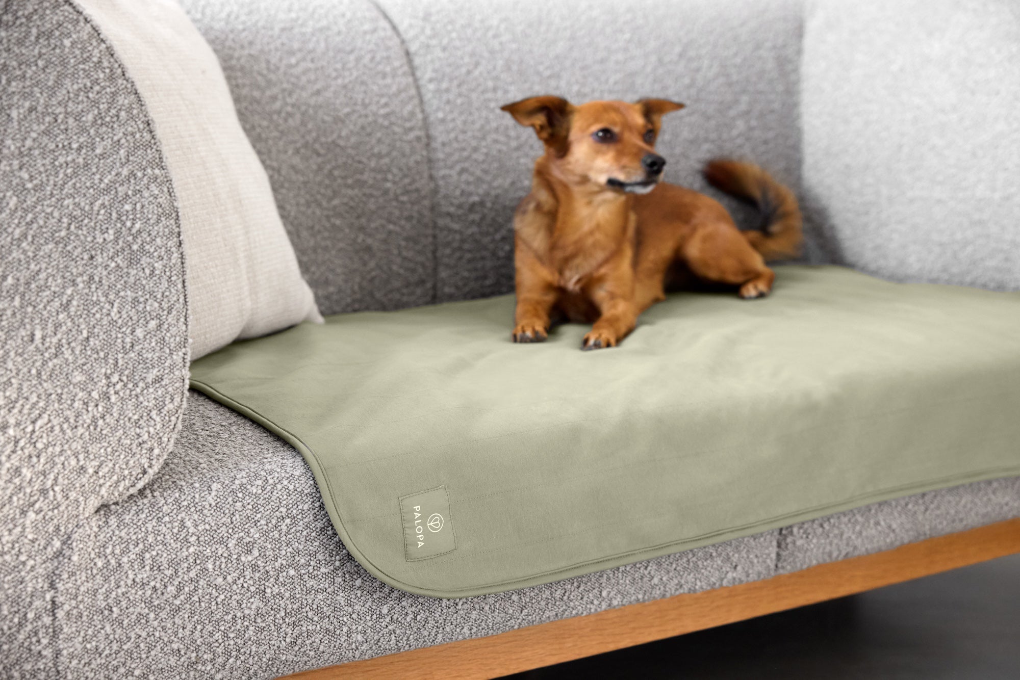 PALOPA Hunde Schmutzfangmatte Benti Grün Kuscheldecke für Hunde