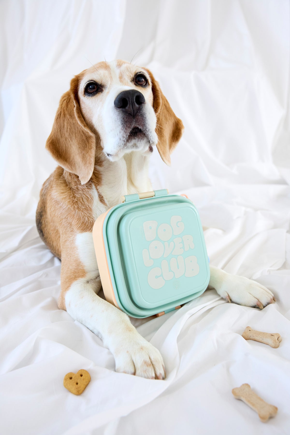 PALOPA Hunde Snack Box Dobo Blue Haze Urlaub mit Hund