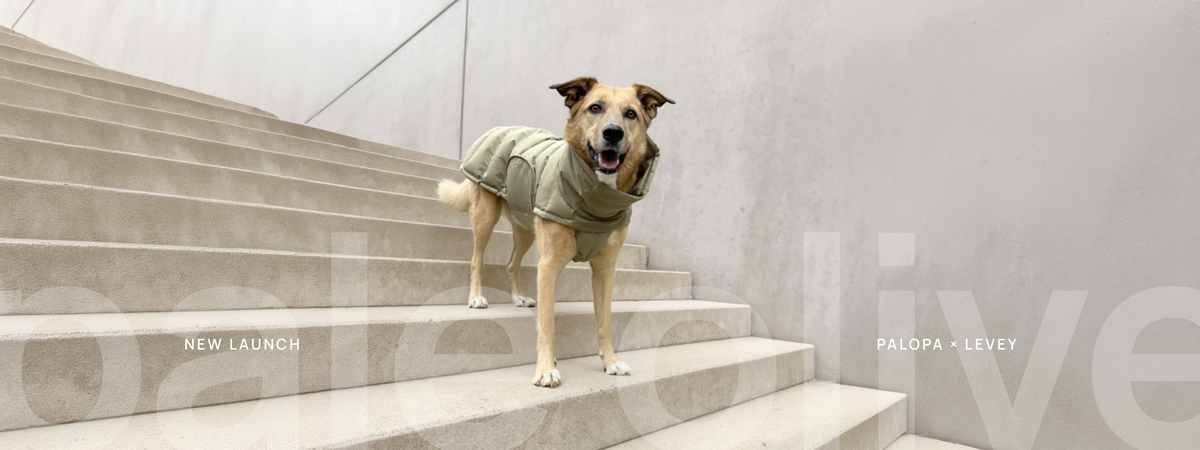 PALOPA Hunde Wintermantel Nolia Pale Olive
