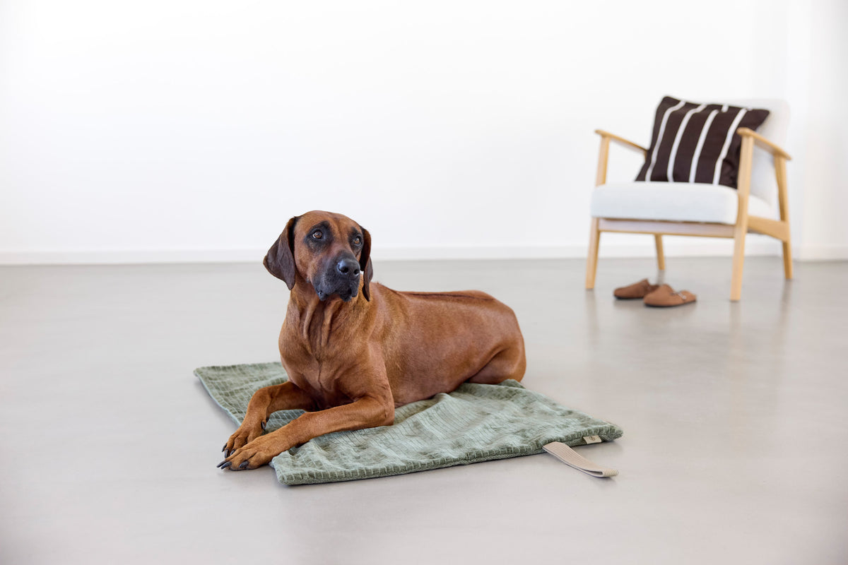 PALOPA Hundematte Tela Moss Hundematte für unterwegs