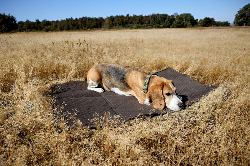 PALOPA Hundemattentasche Nobo Anthrazit nachhaltige Hundereisedecke