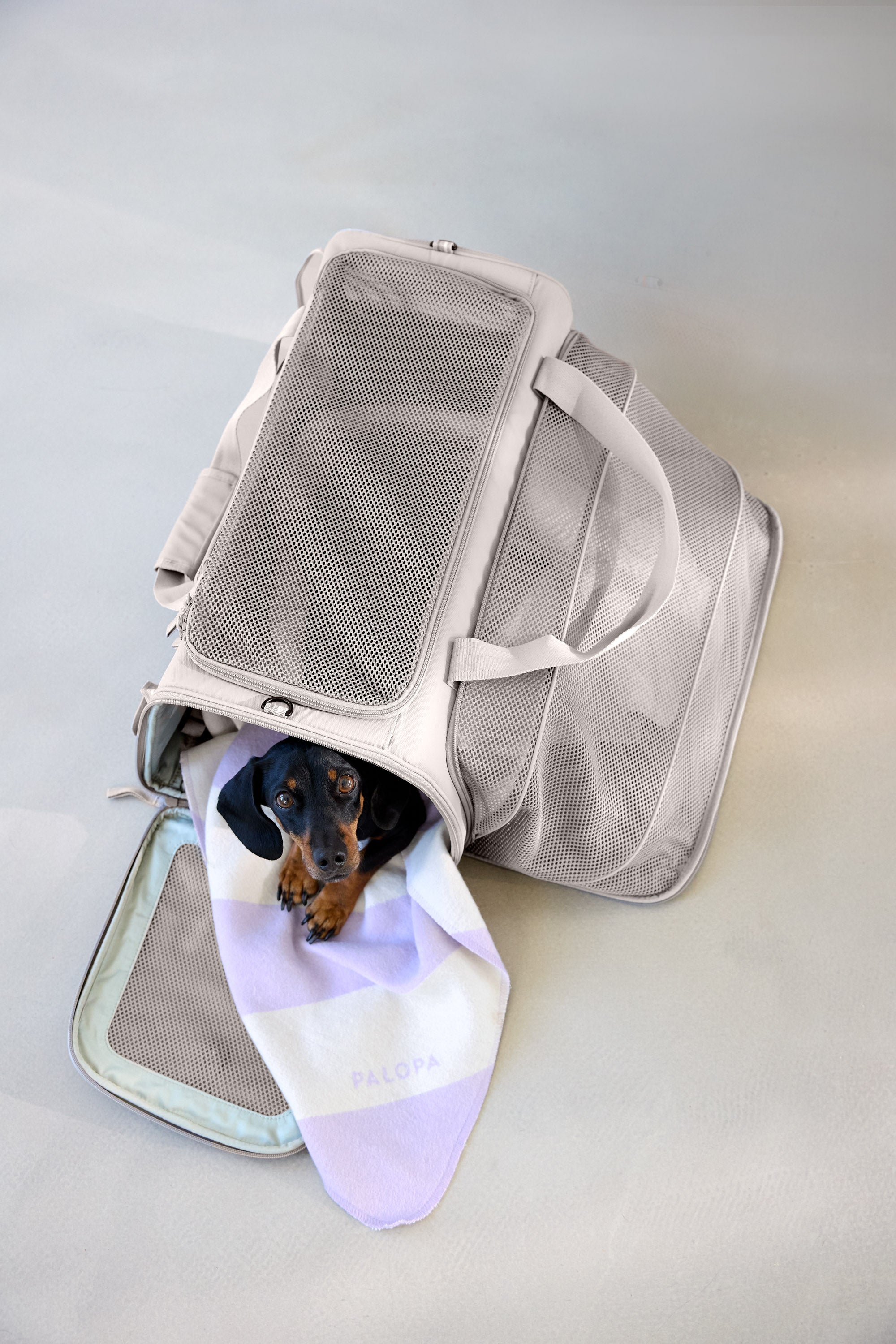 PALOPA Travel Carrier Bag Benno Taupe Hundetasche zum Umhängen Flugzeug