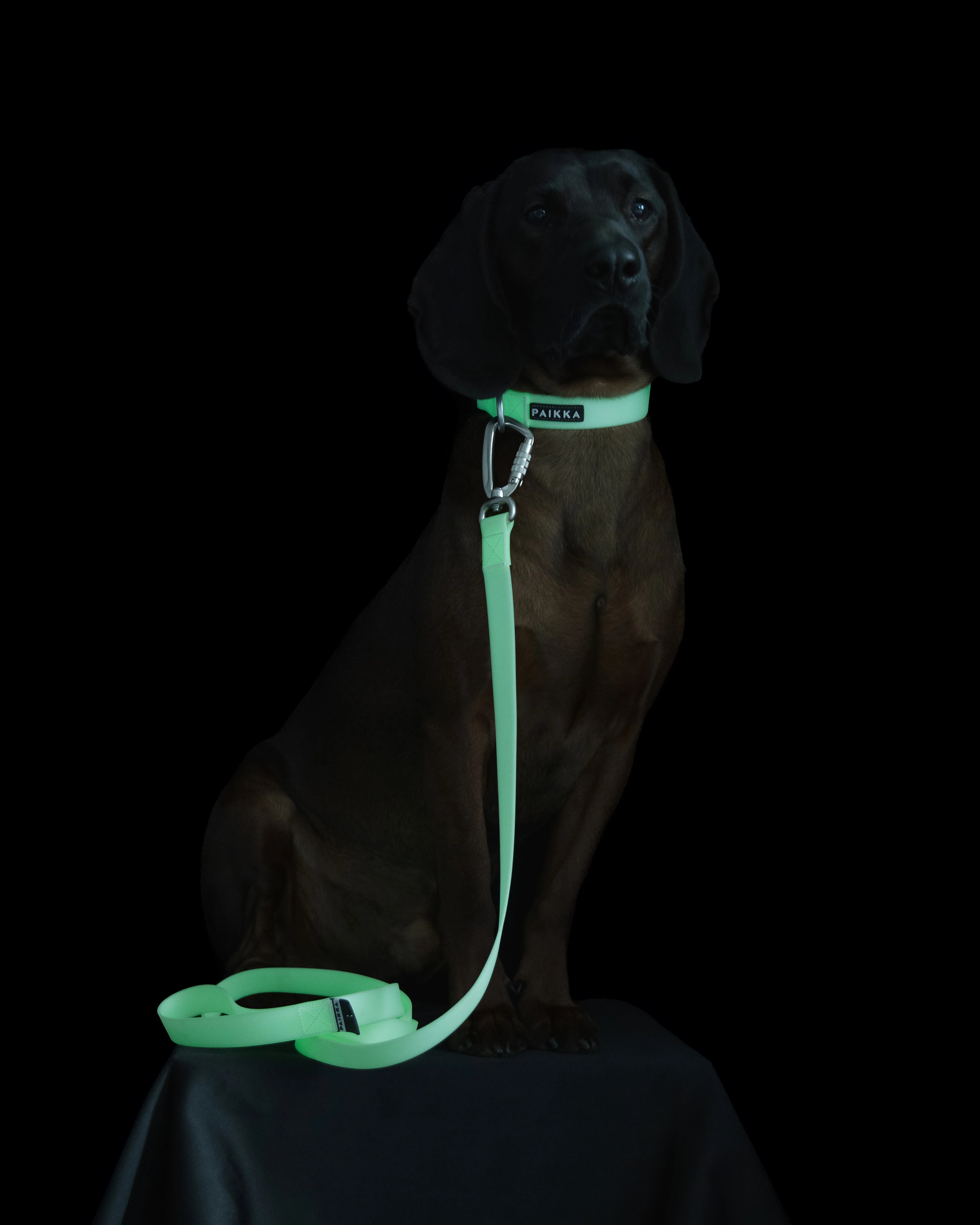 Paikka Glow Collar fluoreszierendes Hundehalsband