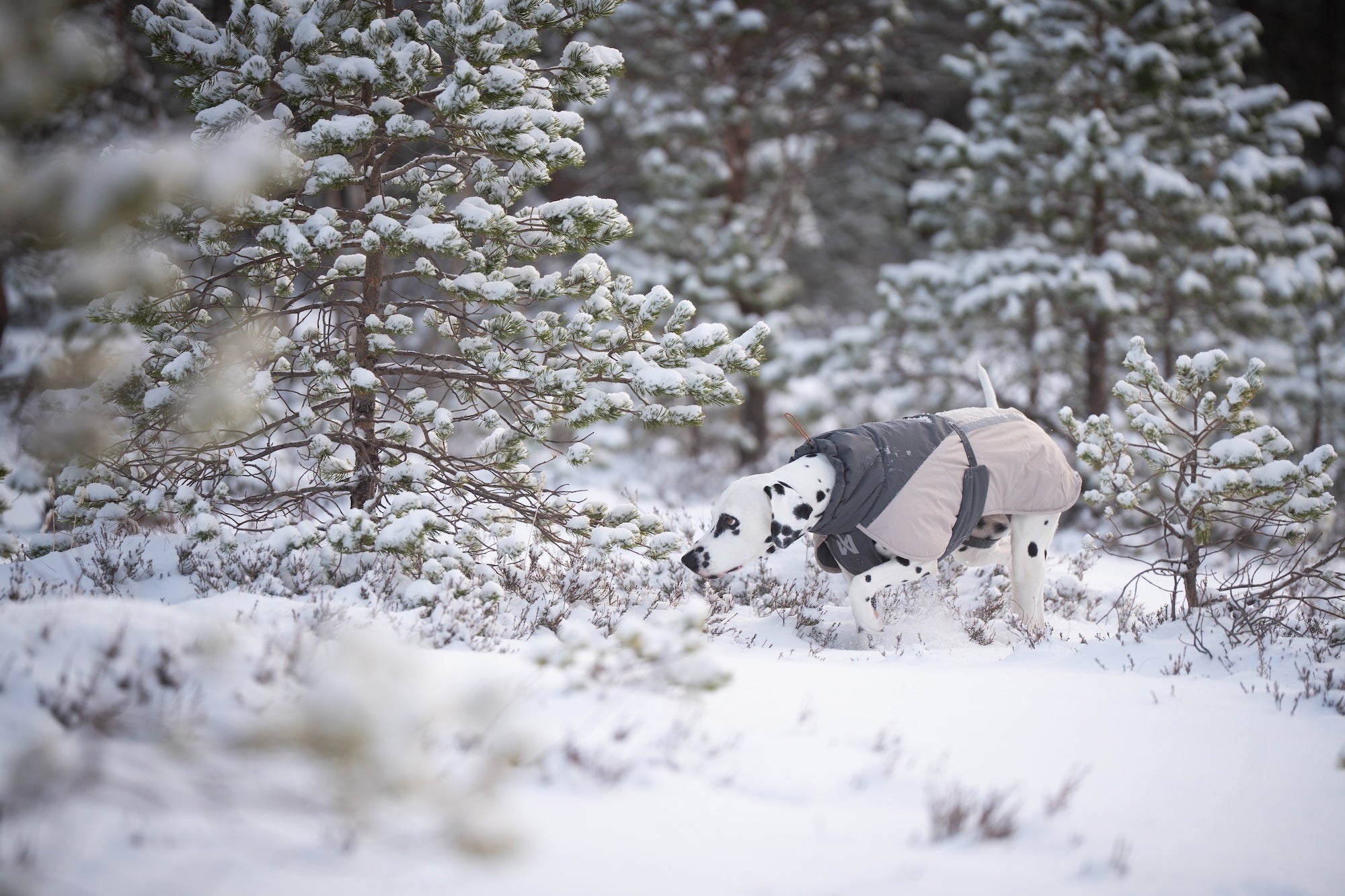 Non-stop dogwear® Glacier Wool Jacket 3.0 Gray Wintermantel für Hunde waschbar