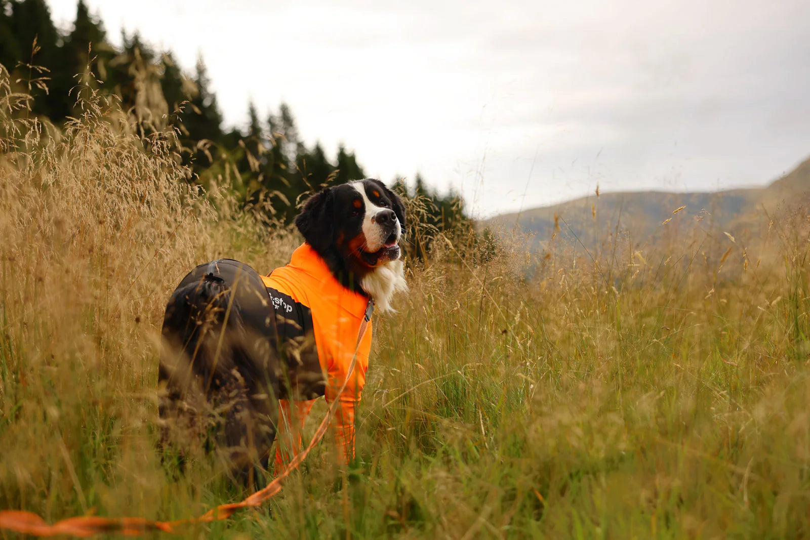 Non-stop dogwear Protector Suit Schutzanzug Hund Winter