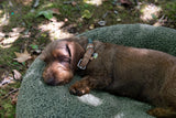 2.8 duepuntootto Fulvio Boucle Wool Dog Cushion Pistachio flauschiges Hundebett