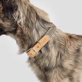 Cloud7 Hundehalsband Tivoli Greige Halsband und Hundeleine