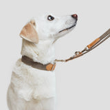 Cloud7 Hundehalsband Tivoli Greige Hundehalsband und Leine