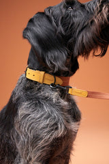 Cloud7 Hundehalsband Madeira Ginger Zweifarbiges Hundehalsband mit robustem Leder