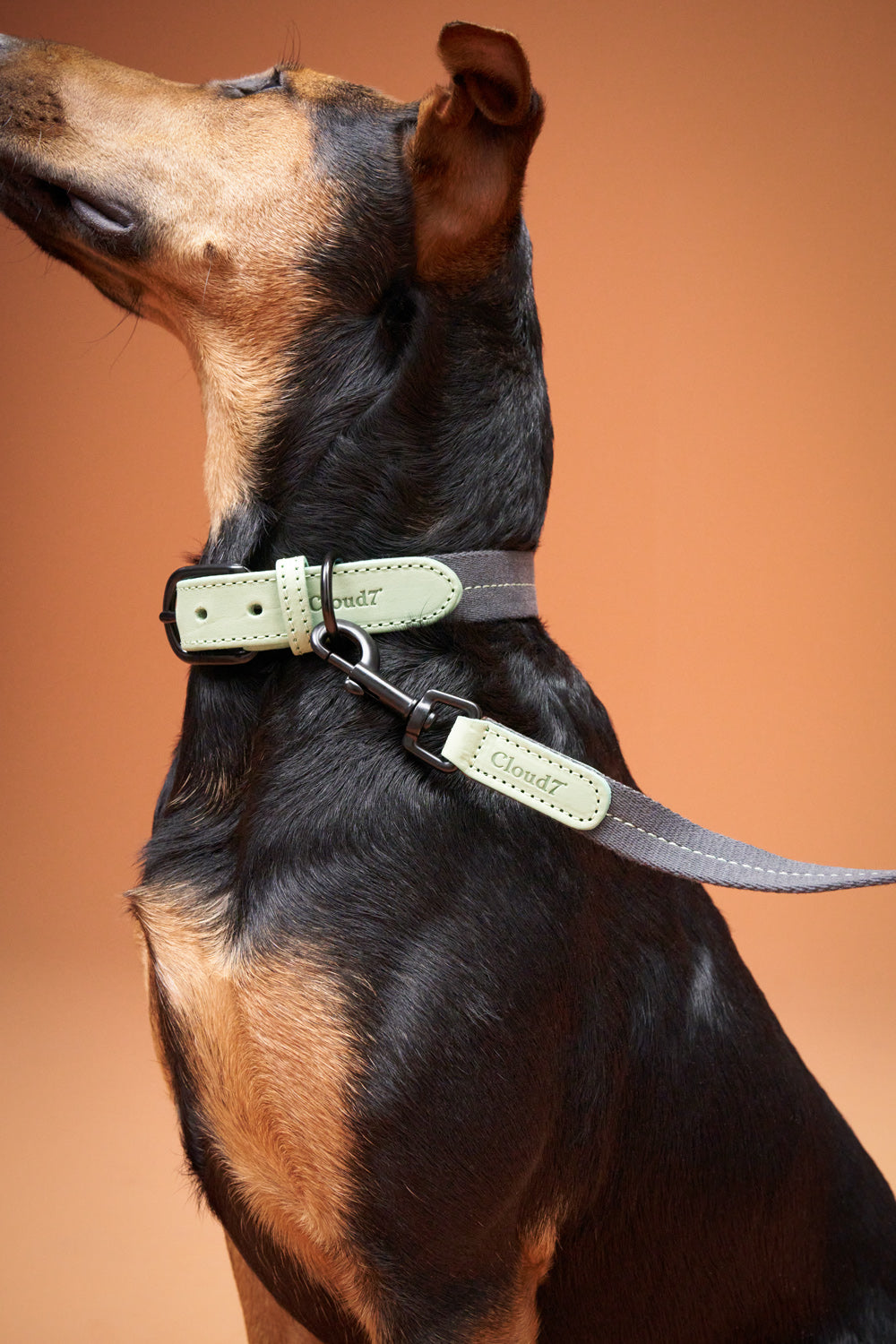 Cloud7 Hundehalsband Madeira Mint Zweifarbiges Hundehalsband mit robustem Leder