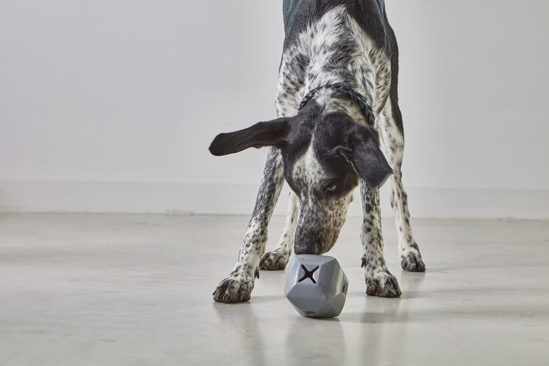 MiaCara Dado Beschäftigungsspielzeug Schiefer Spielzeug für  Hunde