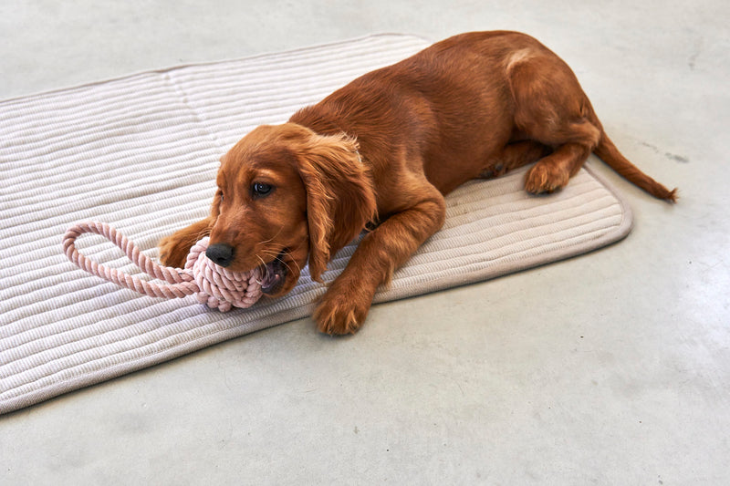 MiaCara Onda Strickdecke Greige weiche Hundedecke