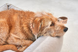     MiaCara Velluto Box-Bett Greige Hundebett mit hohem Rand