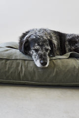    MiaCara Velluto Hundekissen Salbei waschbares Hundekissen