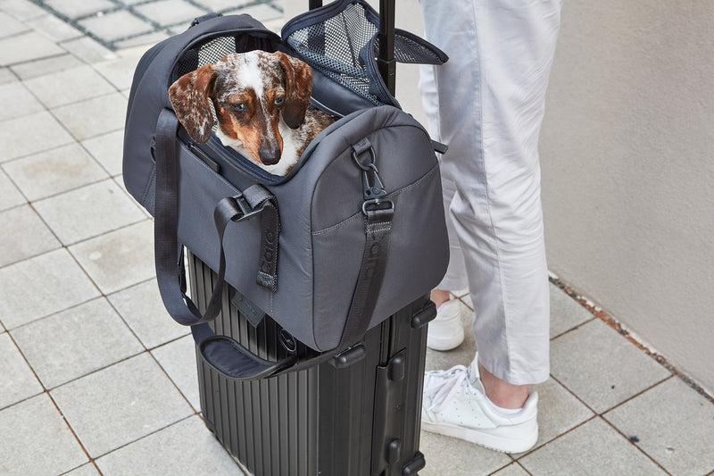 MiaCara Volata Flugreisetasche Asphalt Unterwegs mit Hund