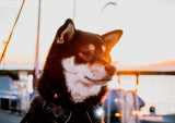 Orbiloc Dog Dual Dark LED Sicherheitslichter
