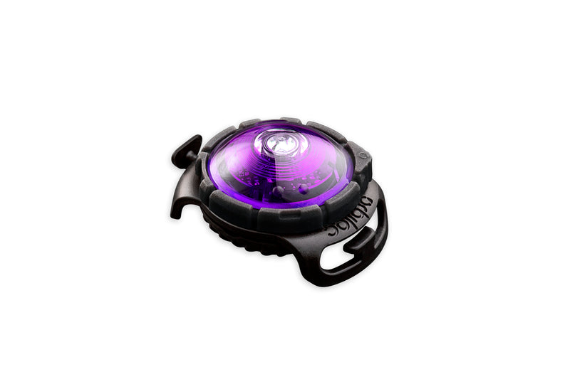 Orbiloc Dog Dual Purple LED SicherheitslichT